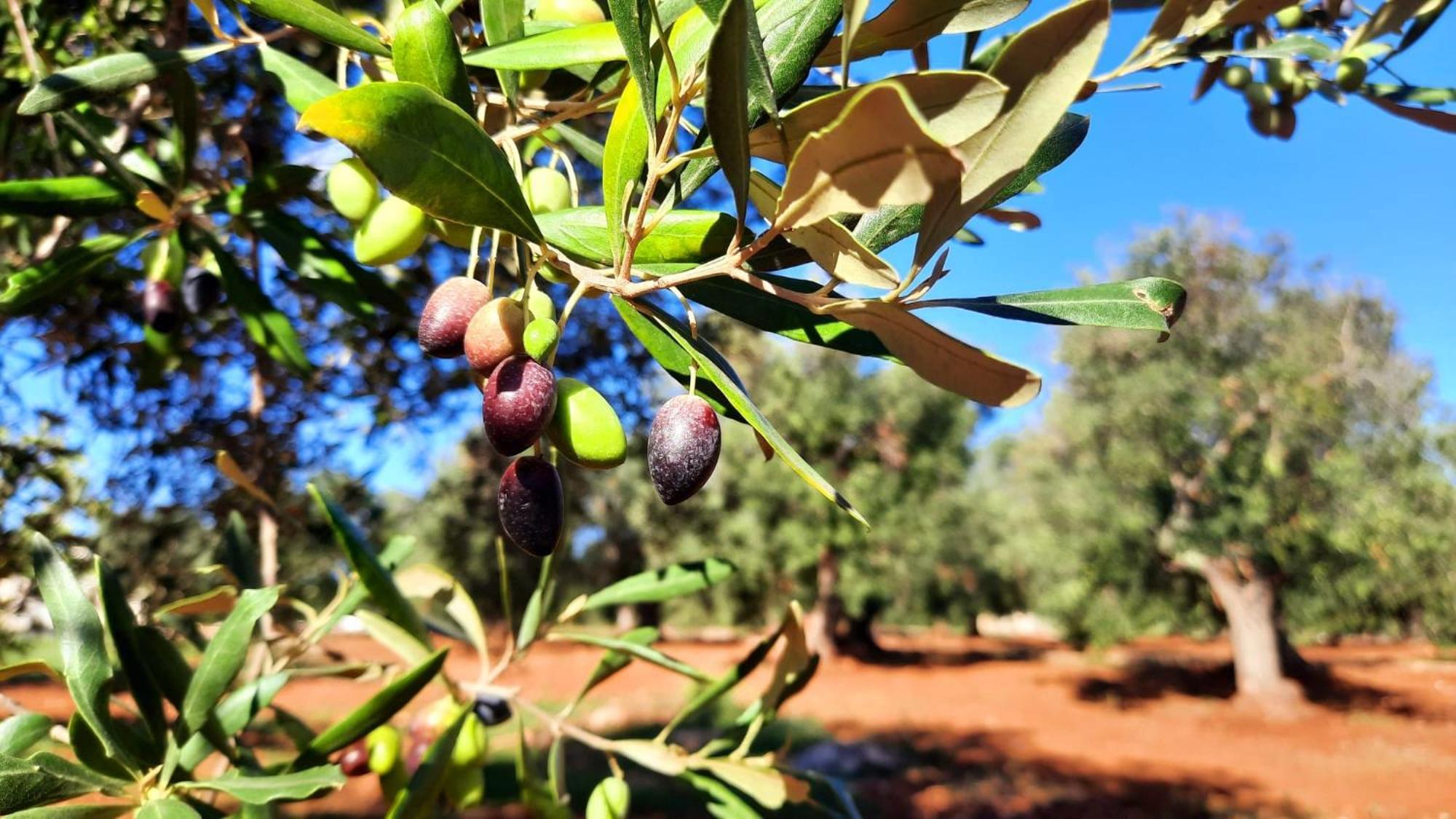 אוסטוני Tenuta La Pomona מראה חיצוני תמונה