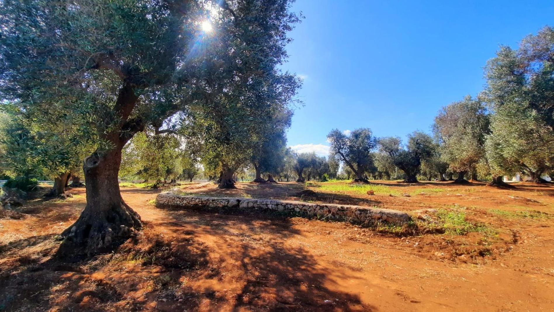 אוסטוני Tenuta La Pomona מראה חיצוני תמונה